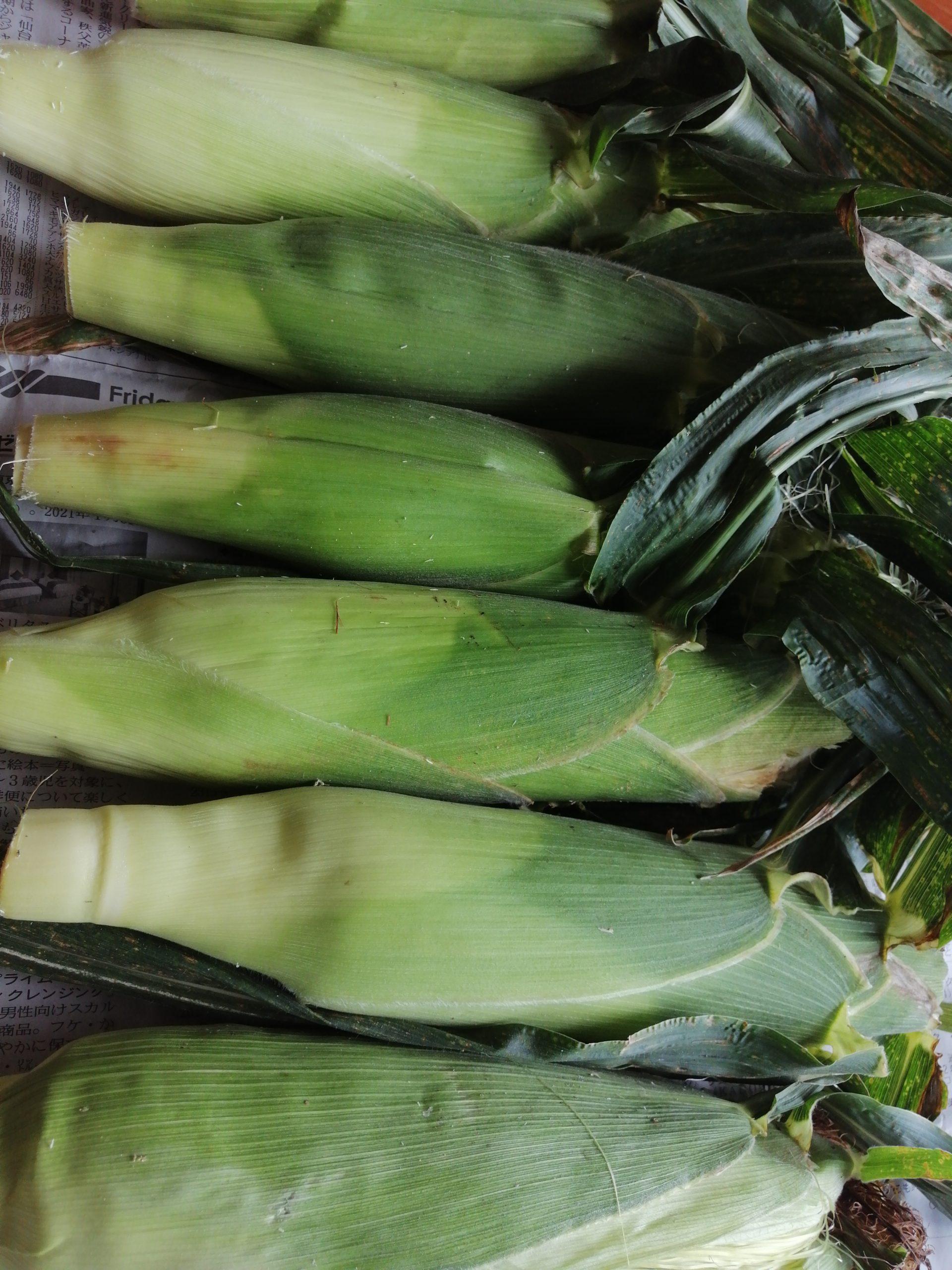 静岡県に伝わる「とうもろこしのどぶろく」の作り方